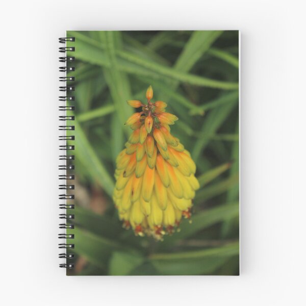 Item preview, Golden Red Hot Poker Flower | Kniphofia Botanical Photography designed and sold by Cha-s-lens.