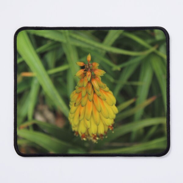 Item preview, Golden Red Hot Poker Flower | Kniphofia Botanical Photography designed and sold by Cha-s-lens.