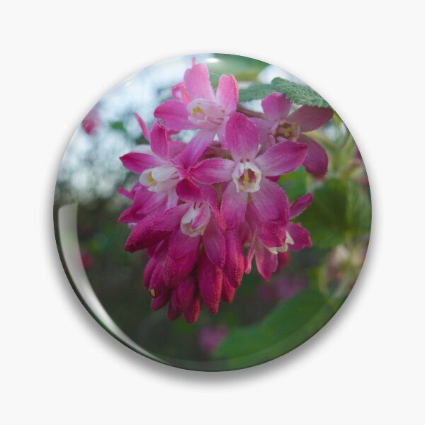 Item preview, Close up of Wild Blood Currant flower at a local Nature Reserve designed and sold by MikeWalksUK.