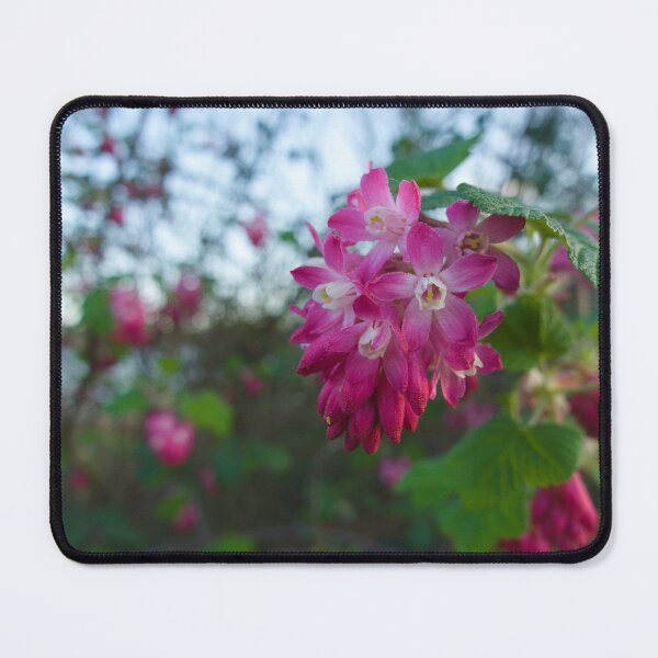 Item preview, Close up of Wild Blood Currant flower at a local Nature Reserve designed and sold by MikeWalksUK.