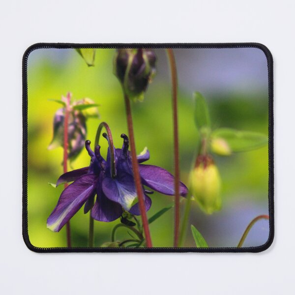Item preview, Columbine Flower designed and sold by MFranksPhotos.