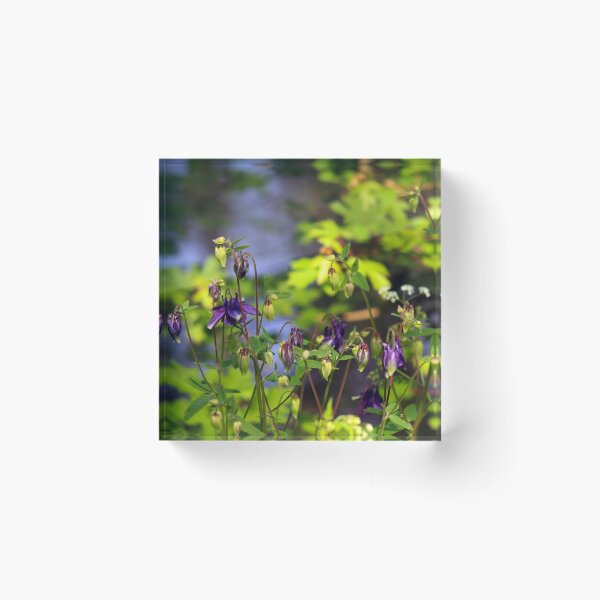 Item preview, Columbine Flower  designed and sold by MFranksPhotos.
