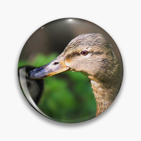 Item preview, Mallard Mom and Ducklings designed and sold by MFranksPhotos.