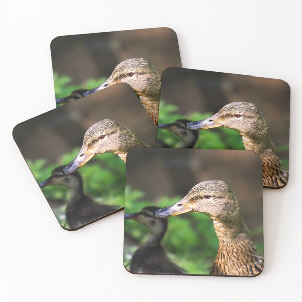 Item preview, Mallard Mom and Ducklings designed and sold by MFranksPhotos.