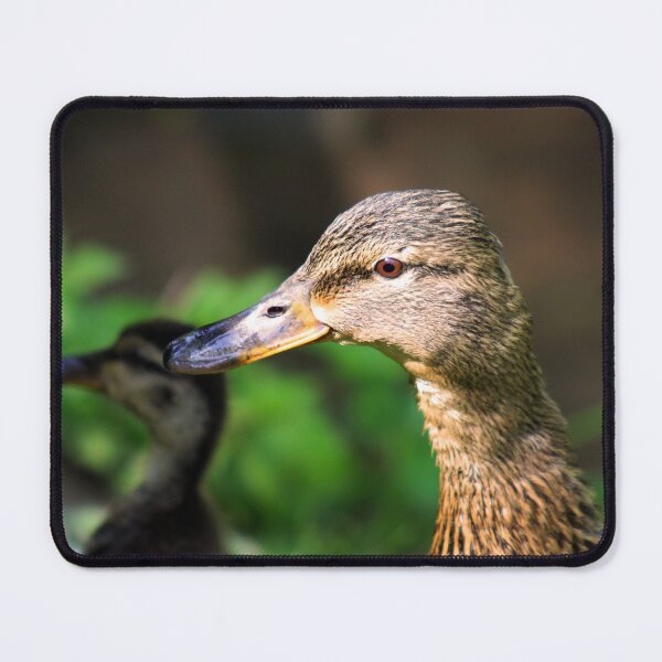 Item preview, Mallard Mom and Ducklings designed and sold by MFranksPhotos.