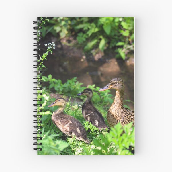 Item preview, Mallard Mom and Ducklings designed and sold by MFranksPhotos.