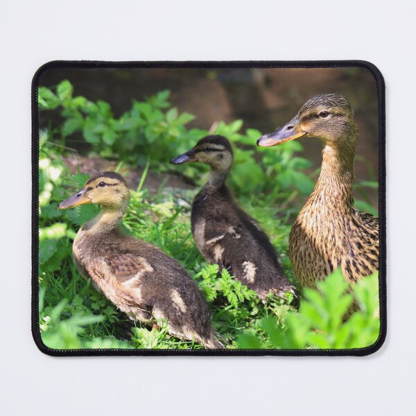 Item preview, Mallard Mom and Ducklings designed and sold by MFranksPhotos.