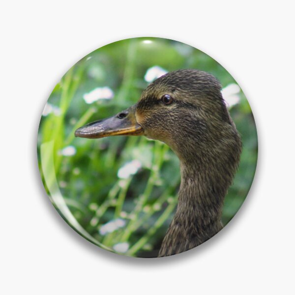 Item preview, Mallard Mom and Ducklings designed and sold by MFranksPhotos.