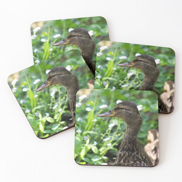 Item preview, Mallard Mom and Ducklings designed and sold by MFranksPhotos.