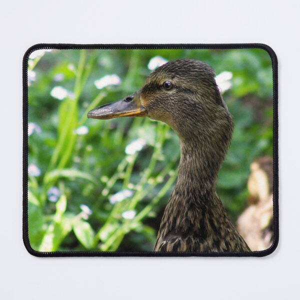 Item preview, Mallard Mom and Ducklings designed and sold by MFranksPhotos.