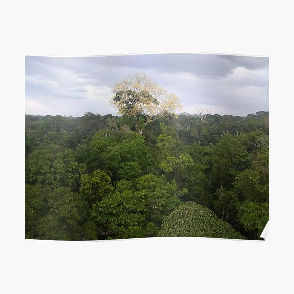 Emergent Layer Poster