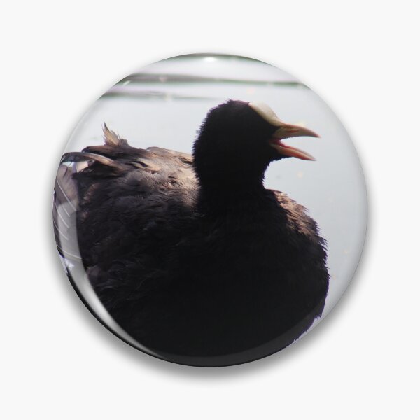 Item preview, Coot designed and sold by MFranksPhotos.