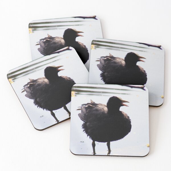 Item preview, Coot designed and sold by MFranksPhotos.