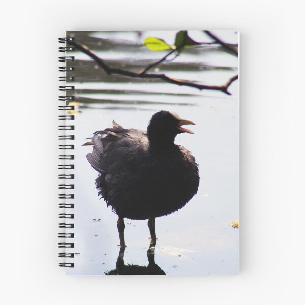 Item preview, Coot designed and sold by MFranksPhotos.