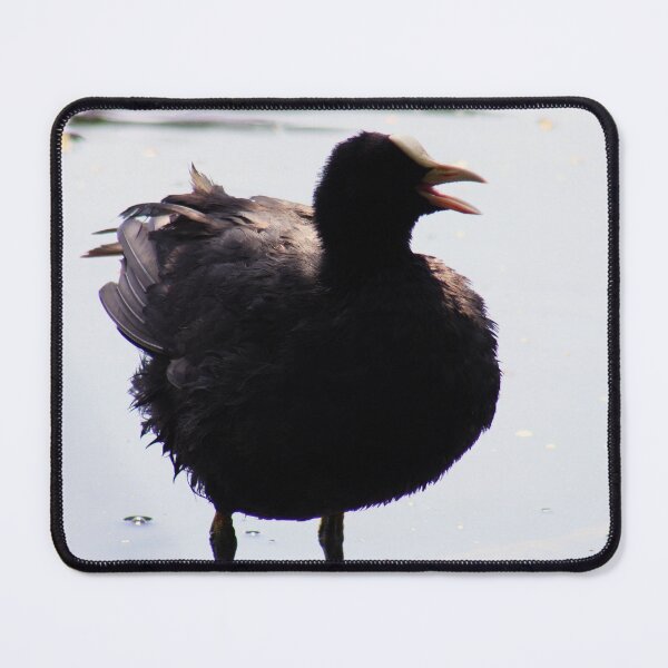 Item preview, Coot designed and sold by MFranksPhotos.