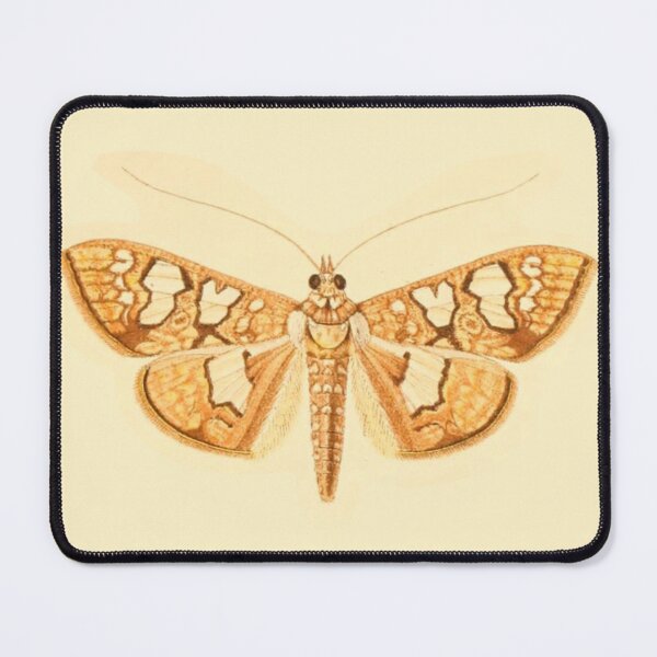 Item preview, Vintage Botanical Moth Illustration - Antique Natural History Print designed and sold by footnotes-club.