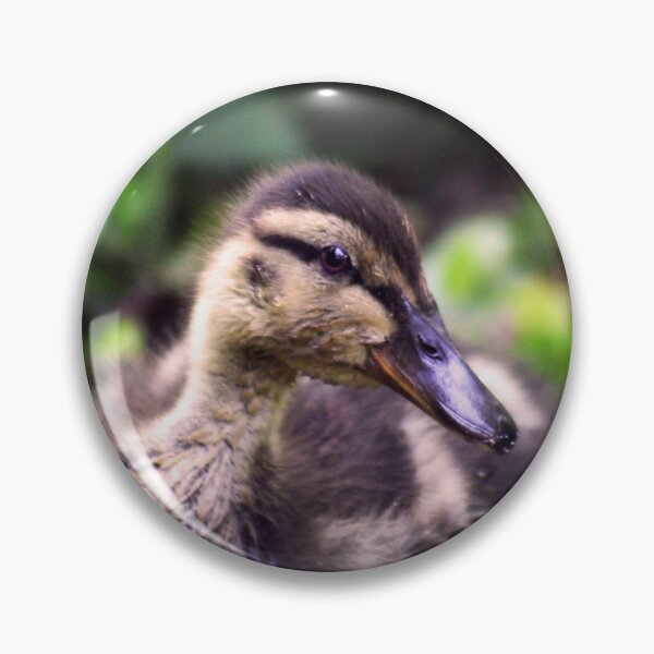 Item preview, Mallard Duckling designed and sold by MFranksPhotos.