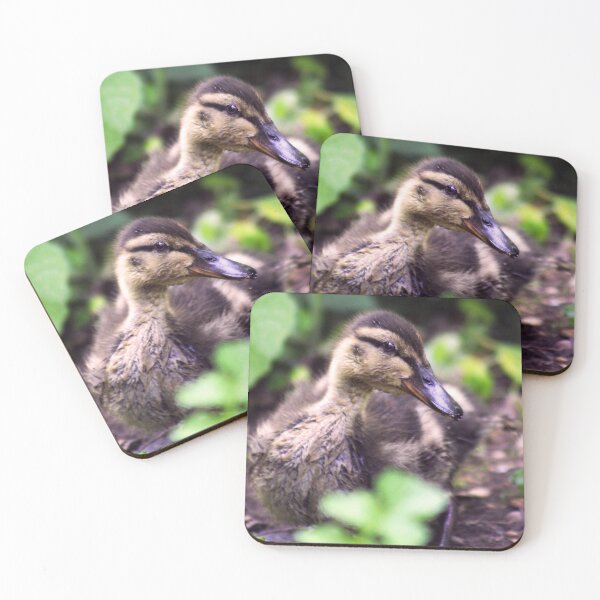 Item preview, Mallard Duckling designed and sold by MFranksPhotos.