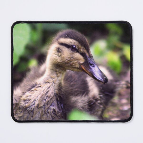Item preview, Mallard Duckling designed and sold by MFranksPhotos.