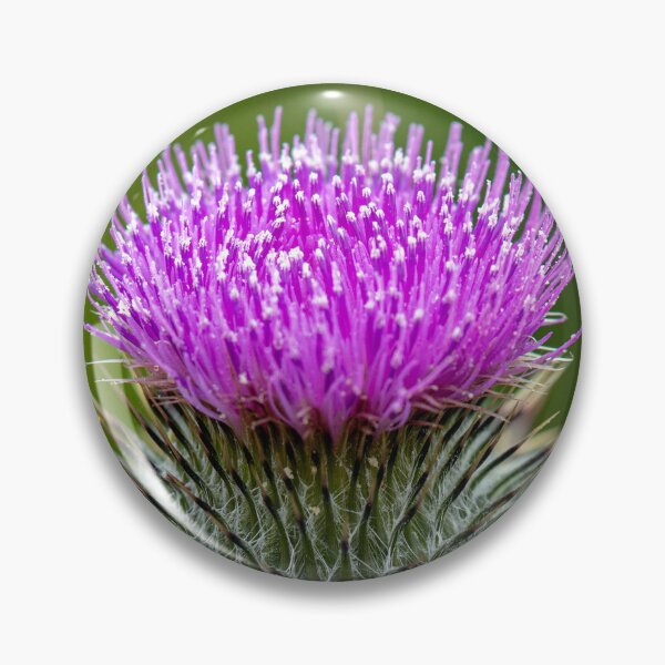 Item preview, Scottish Thistle Macro designed and sold by Tom McPherson Photography.