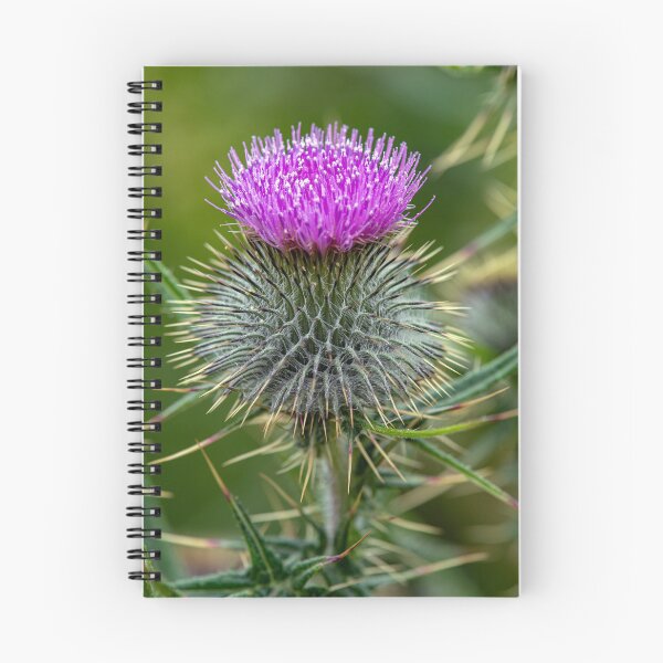 Item preview, Scottish Thistle Macro designed and sold by Tom McPherson Photography.