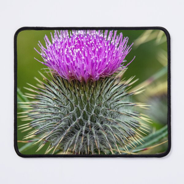 Item preview, Scottish Thistle Macro designed and sold by Tom McPherson Photography.