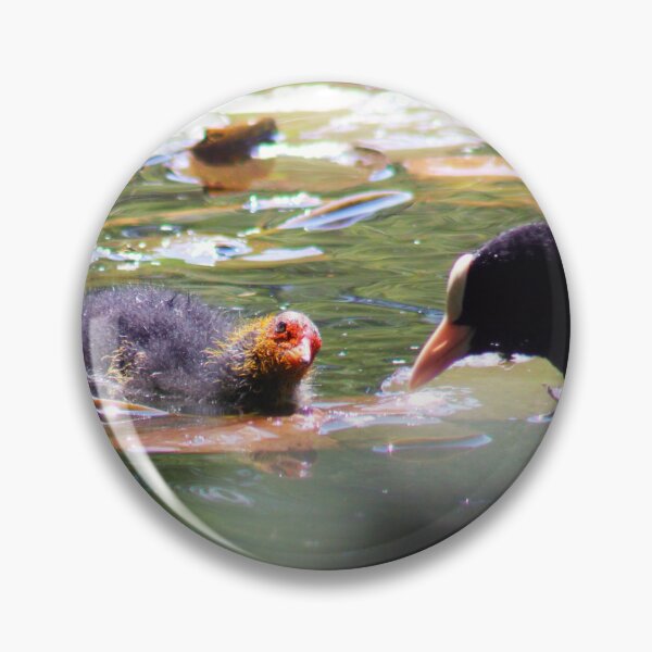 Item preview, Coot and Baby designed and sold by MFranksPhotos.