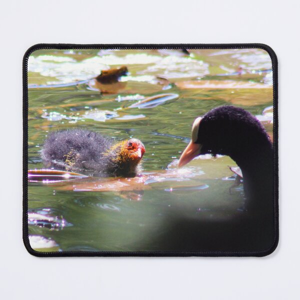 Item preview, Coot and Baby designed and sold by MFranksPhotos.