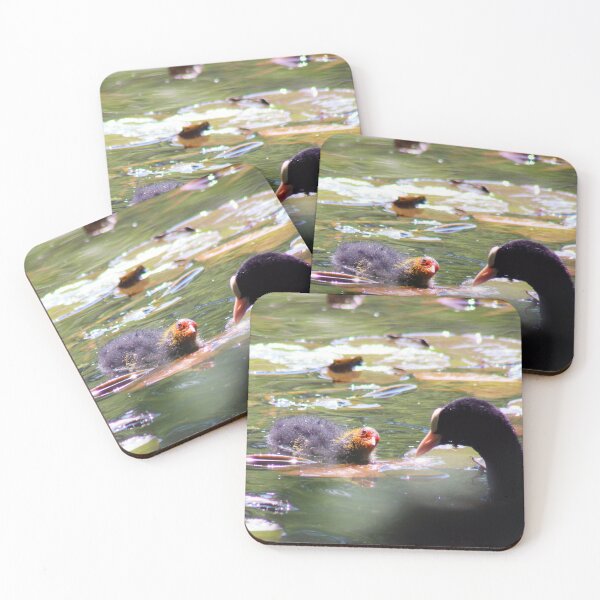 Item preview, Coot and Baby designed and sold by MFranksPhotos.