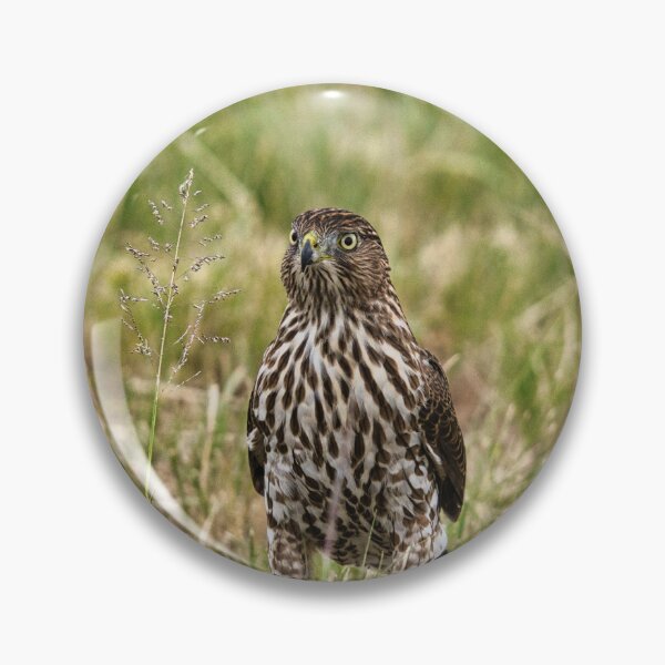 Item preview, Juvenile Cooper Hawk  designed and sold by LayoverJourney.