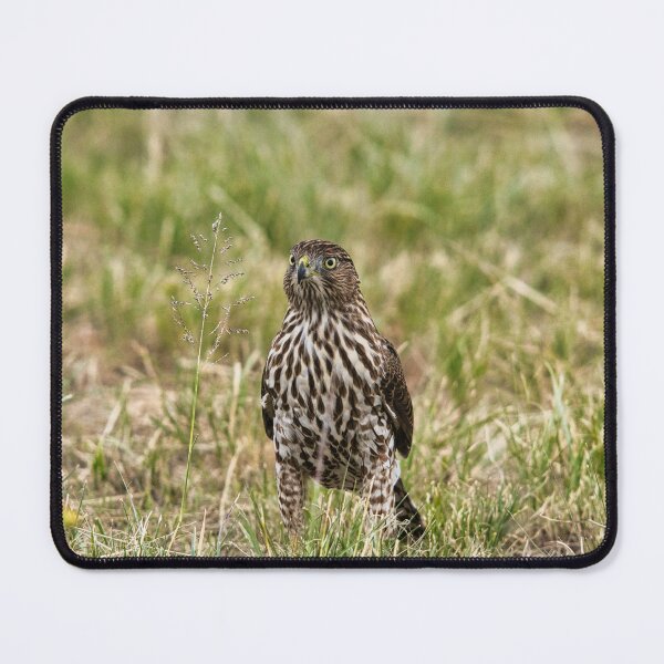 Item preview, Juvenile Cooper Hawk designed and sold by LayoverJourney.