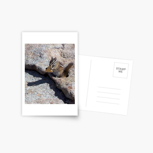 Rocky Mountain Chipmunk Postcard