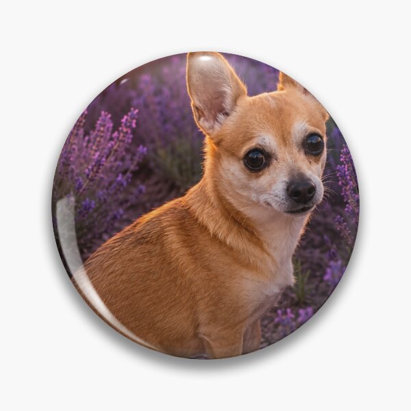 Item preview, Chihuahua in a lavender field at sunset designed and sold by APDQC.