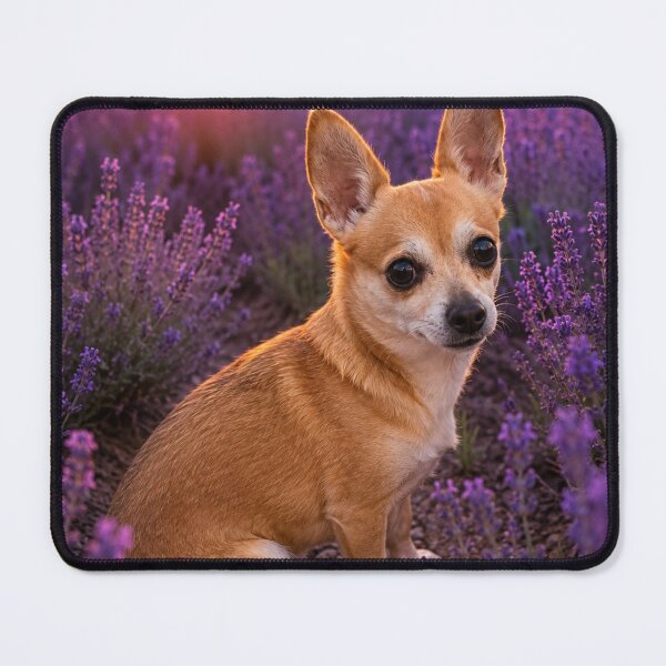Item preview, Chihuahua in a lavender field at sunset designed and sold by APDQC.