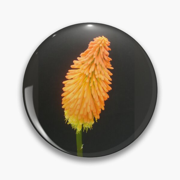 Item preview, Vibrant Red Hot Poker Bloom Bowing designed and sold by JoyousArt4u.