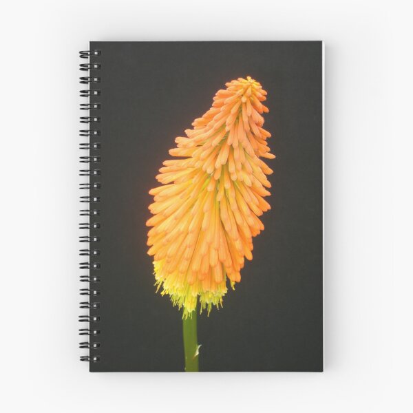 Item preview, Vibrant Red Hot Poker Bloom Bowing designed and sold by JoyousArt4u.