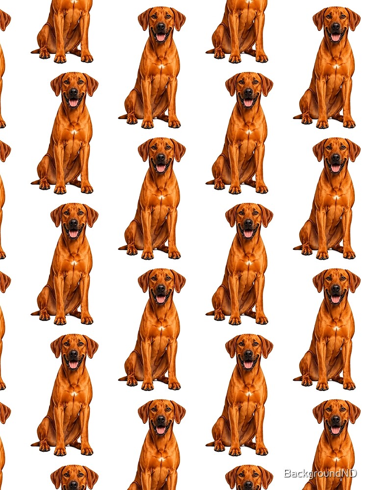 Thumbnail 3 of 3, Scarf, Rhodesian Ridgeback Dog designed and sold by BackgroundND.