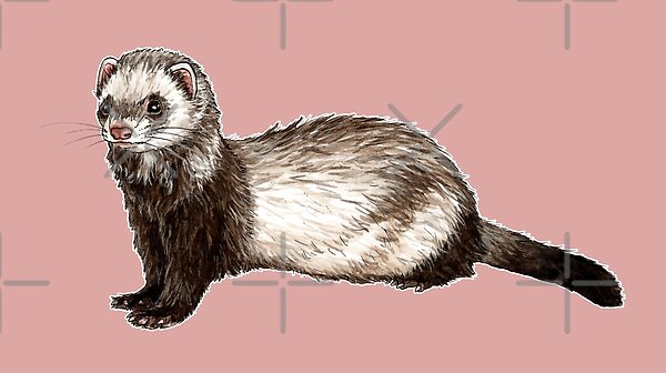 Ferret by savousepate | Redbubble