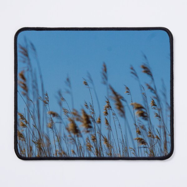 Item preview, Golden Reeds and Tall Grasses Swaying Against a Clear Blue Sky Over Coastal Marshland designed and sold by Nmallia.