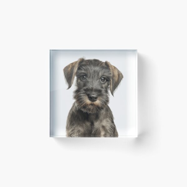 Item preview, Adorable Cesky Terrier pup for Cute Czech Terrier puppy lovers designed and sold by LazyOwlStore.
