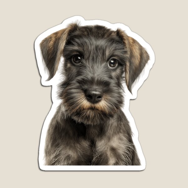Item preview, Adorable Cesky Terrier pup for Cute Czech Terrier puppy lovers designed and sold by LazyOwlStore.