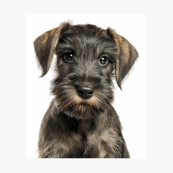 Item preview, Adorable Cesky Terrier pup for Cute Czech Terrier puppy lovers designed and sold by LazyOwlStore.