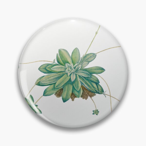 Item preview, Crassula Orbicularis Cactus Vintage Botanical Illustration designed and sold by TheRetroArtRoom.