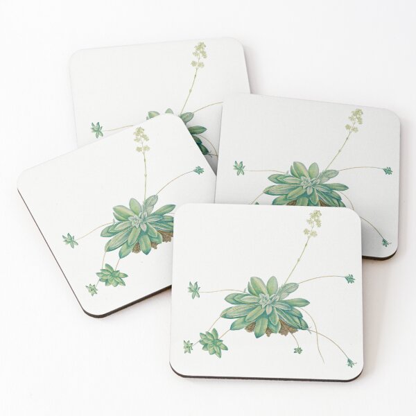 Item preview, Crassula Orbicularis Cactus Vintage Botanical Illustration designed and sold by TheRetroArtRoom.