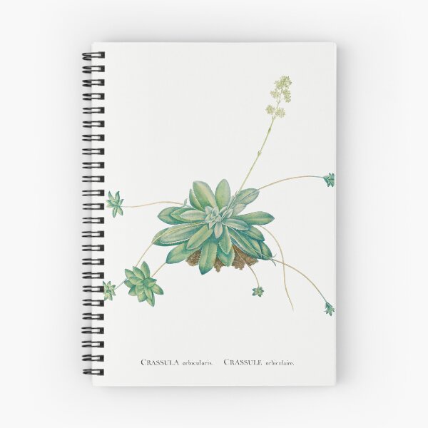 Item preview, Crassula Orbicularis Cactus Vintage Botanical Illustration designed and sold by TheRetroArtRoom.