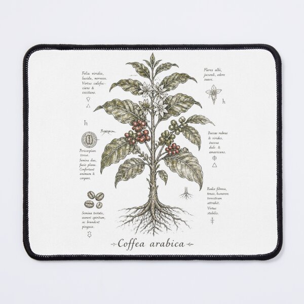 Item preview, Vintage Botanical Charcoal Sketch – Coffee Arabica Plant Illustration | Antique Monastic Herbarium Drawing | Nature Study Art designed and sold by Cavalier-org.