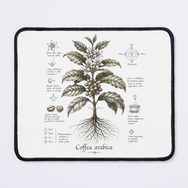 Item preview, Vintage Botanical Charcoal Sketch – Coffee Arabica Plant Illustration | Antique Monastic Herbarium Drawing | Nature Study Art designed and sold by Cavalier-org.