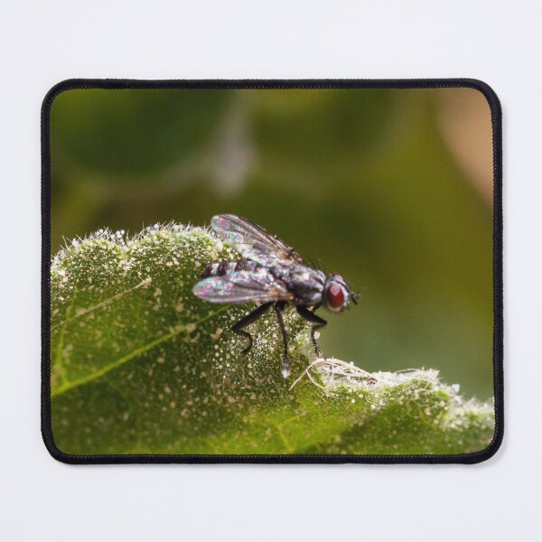 Item preview, Macro Close-Up of a Fly on a Fuzzy Green Leaf With Red Eyes and Iridescent Wings designed and sold by Nmallia.