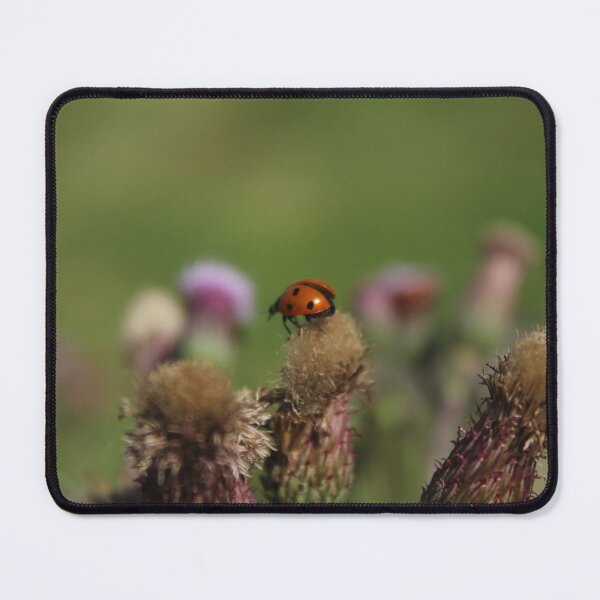 Item preview, Ladybug Resting on a Thistle | Nature Macro Photography designed and sold by Cha-s-lens.