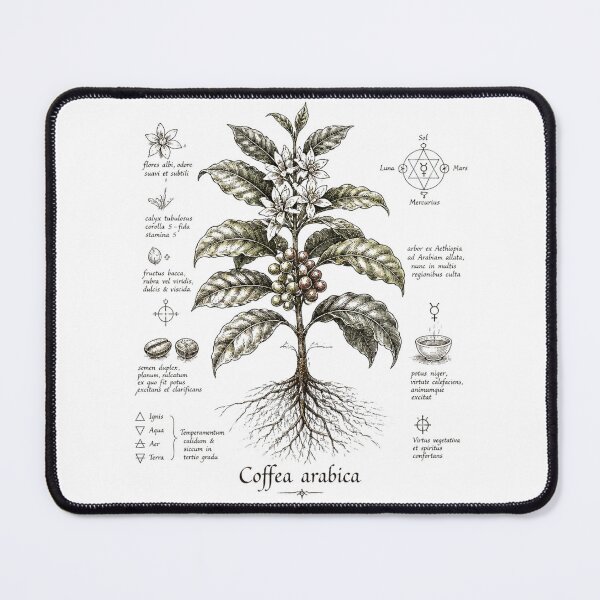 Item preview, Vintage Botanical Charcoal Sketch – Coffee Arabica Plant Illustration | Antique Monastic Herbarium Drawing | Nature Study Art designed and sold by Cavalier-org.